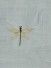 Halo Embroidered Dragonflies Dupioni Silk Fabric Sample (Color: Ash grey)
