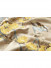 QYHL225DS Silver Beach Embroidered Birds On The Branch Faux Silk Fabric Samples