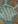 Teal green